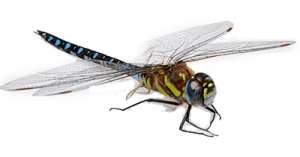 Dragonfly PNG-26278